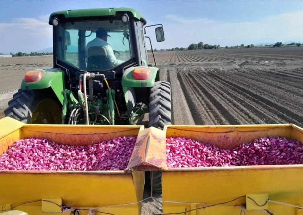 Del huachicol fiscal al huachicol agrícola; productores denuncian contrabando de ajo chino