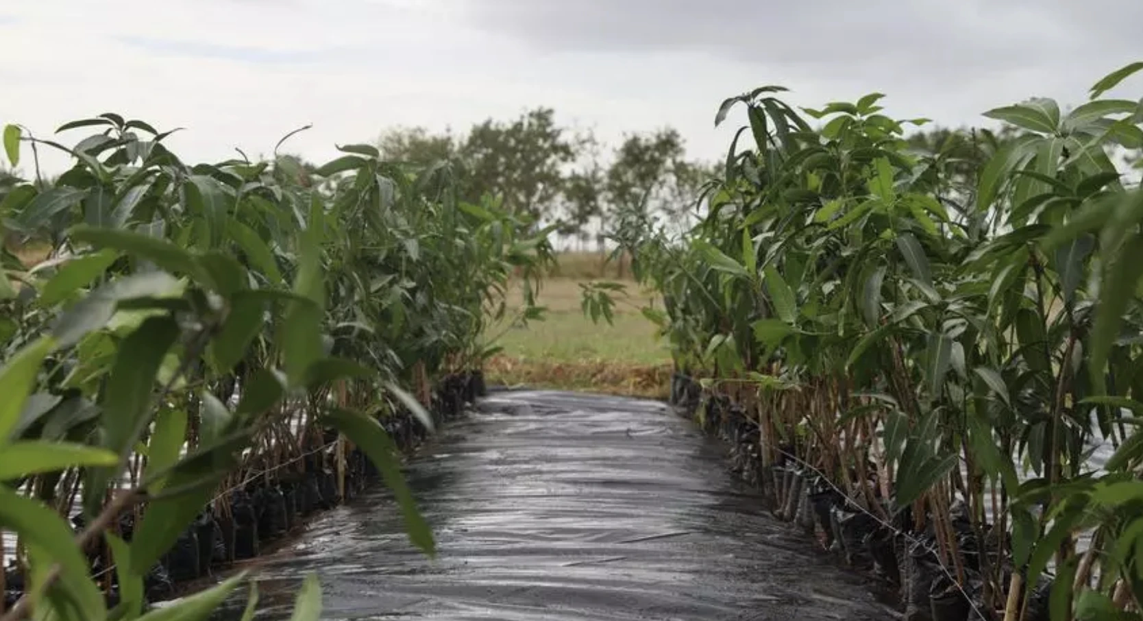 En medio de la opacidad México destina otros 588 mdp a "Sembrando Vida" en Cuba, reporta 14ymedio