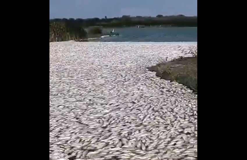 Toneladas de peces muertos encienden las alertas en la costa de Altamira, Tamaulipas