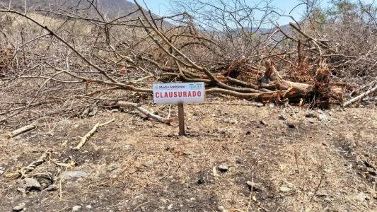 Sellos de clausura colocados por Profepa en predio de Michoacán tras detectar tala ilegal para cultivo de agave.
