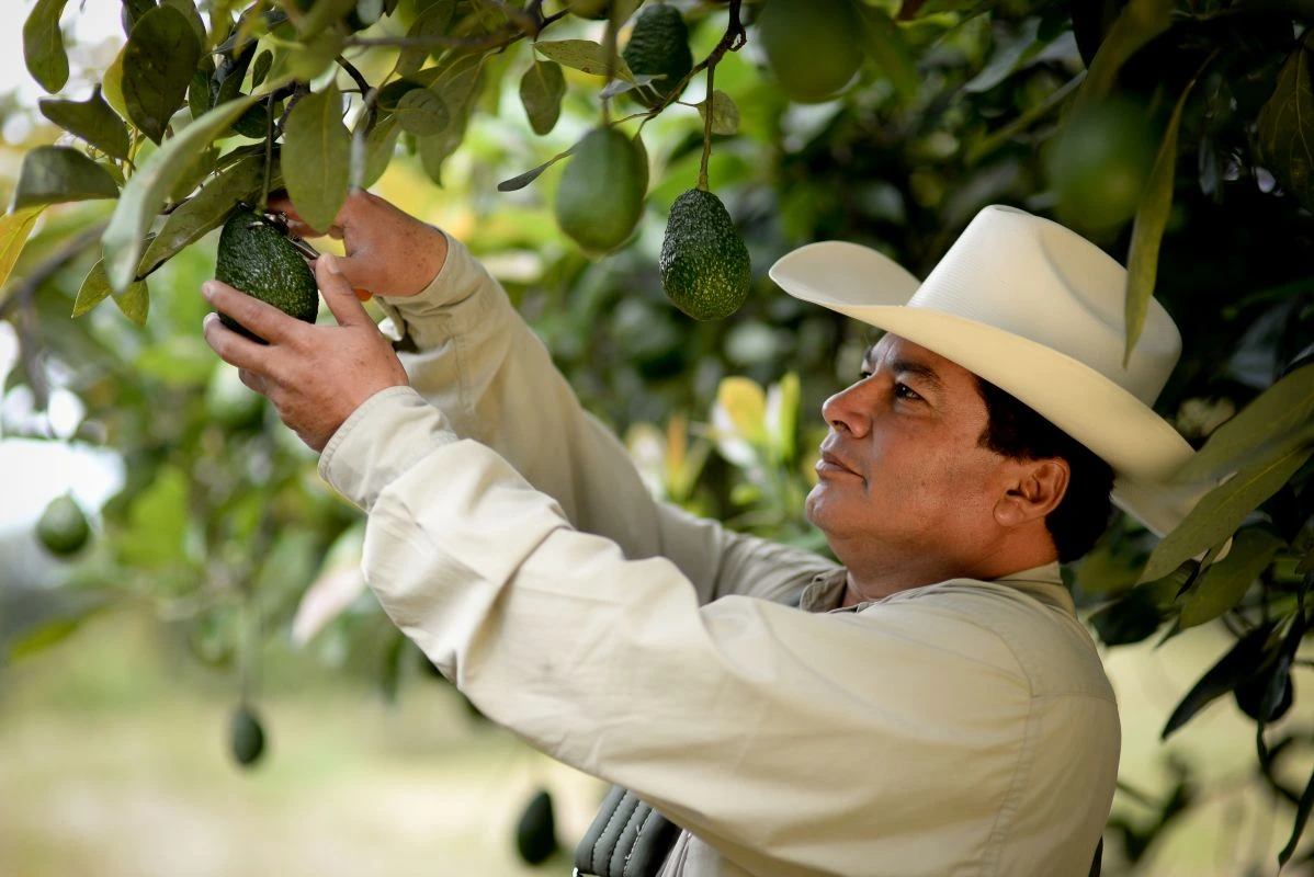 EU reactiva inspecciones de aguacate en Michoacán tras despliegue de seguridad