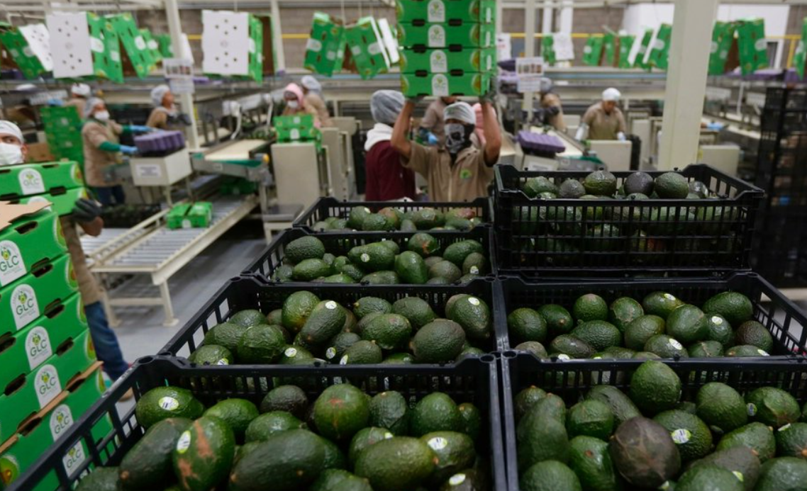 EU frena importación del aguacate mexicano por alerta de seguridad