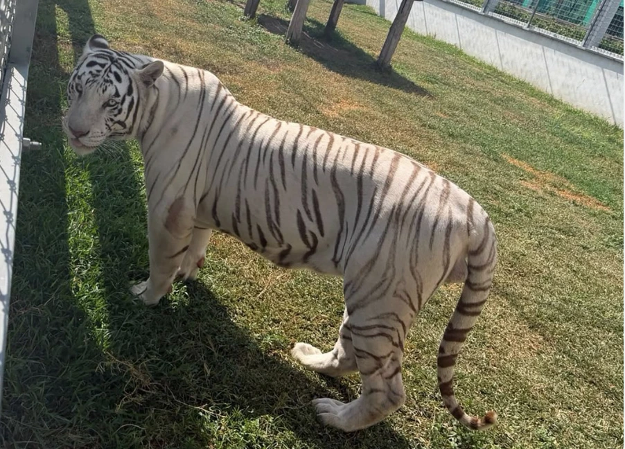 Desmantelan narcozoológico en Tamaulipas