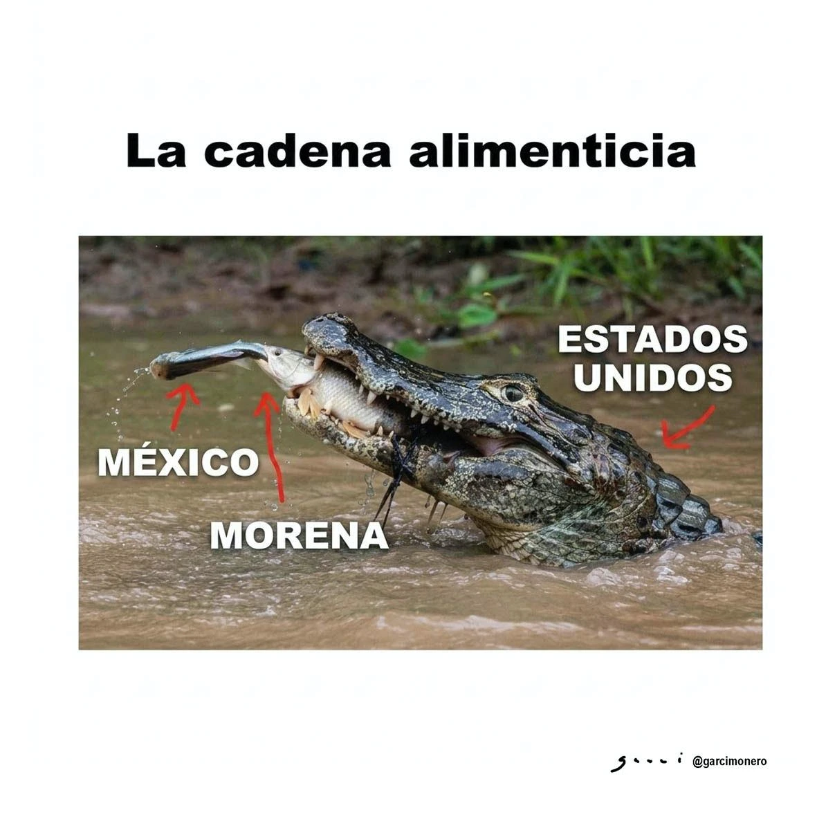 Cadena alimenticia