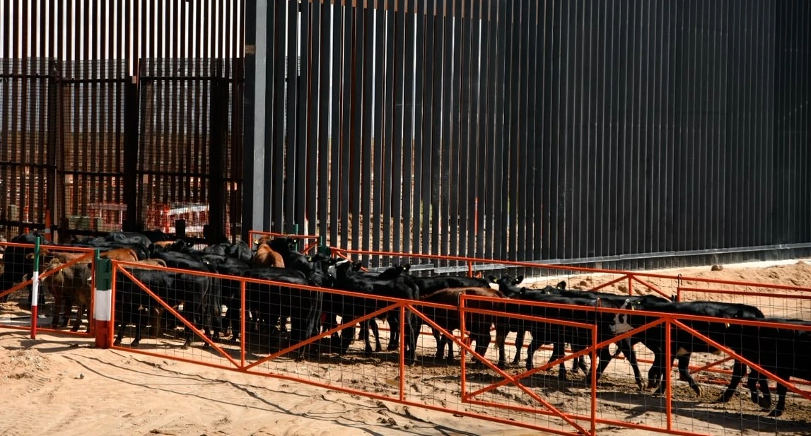 Chihuahua retoma exportación de ganado a EU con primer envío de 750 cabezas